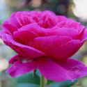 1000_james_l._austin_2_125.jpg