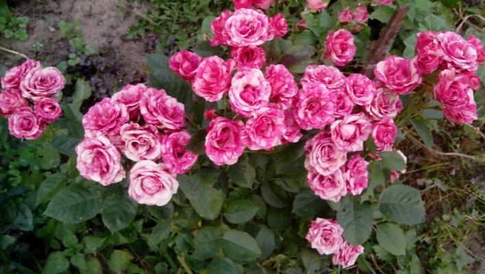 1013_pink_flash_2_708.jpg