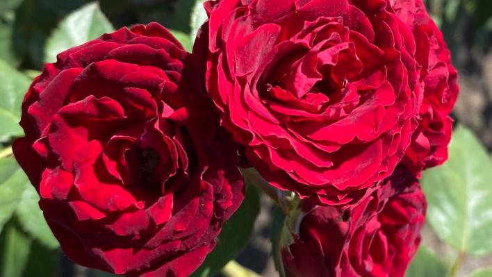 1024_red_sensation_2_708.jpg