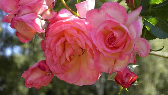 1032_harlekin_2_708.jpg
