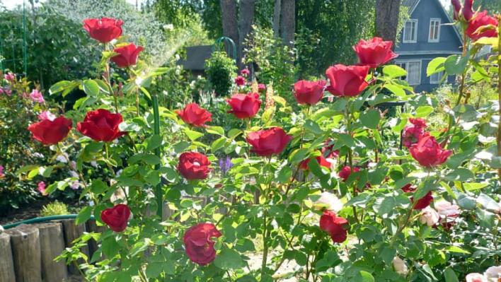 1034_emily_carr_3_708.jpg