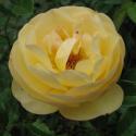 1037_sonnensshirm_2_125.jpg
