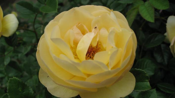 1037_sonnensshirm_2_708.jpg