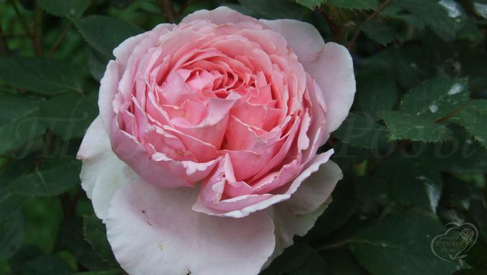103_brother_cadfael_2_708.jpg