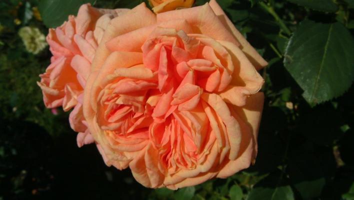 1047_alchymist__2_708.jpg