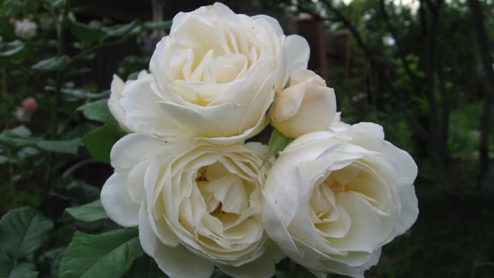 1059_uetersener_klosterrose_2_708.jpg