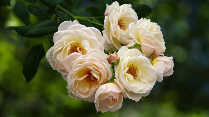 1059_uetersener_klosterrose_3_708.jpg