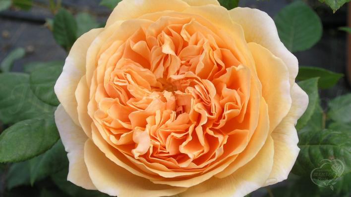 105_crown_princess_margareta_1_708.jpg
