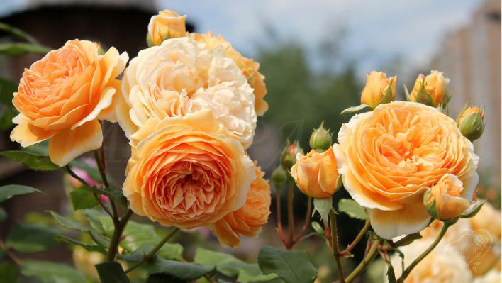 105_crown_princess_margareta_2_708.jpg