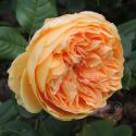 105_crown_princess_margareta_3_125.jpg