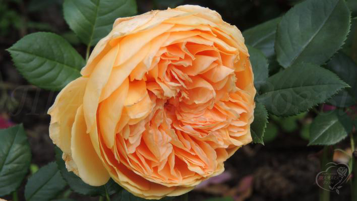 105_crown_princess_margareta_3_708.jpg