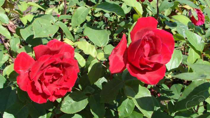 107_erotika_2_708.jpg
