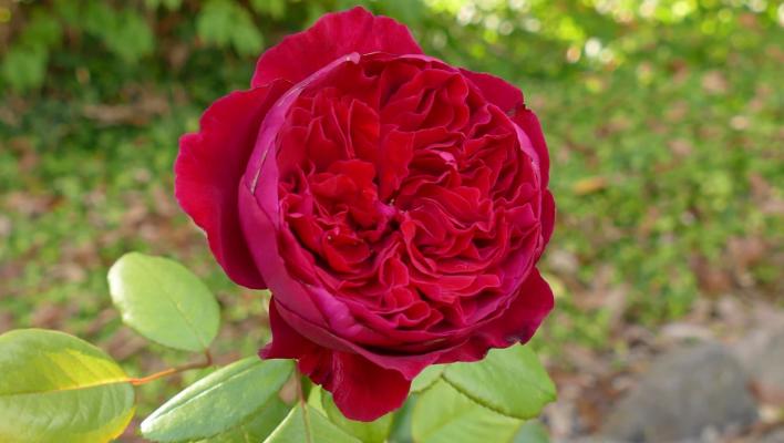 1084_alain_souchon_1_708.jpg