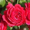 1084_alain_souchon_2_125.jpg