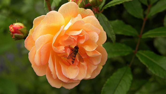 1085_apricot_sensation_2_708.jpg