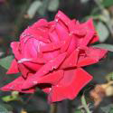 109_ingrid_bergman_3_125.jpg
