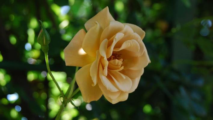1106_butterscotch_3_708.jpg