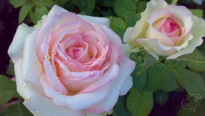 110_biedermeier_garden_2_708.jpg