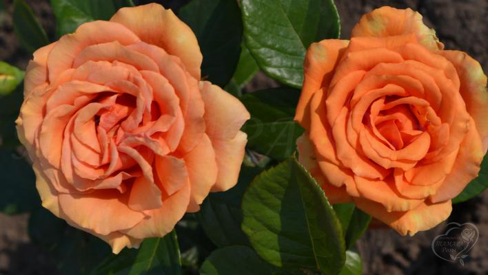 115_ashram_2_708.jpg
