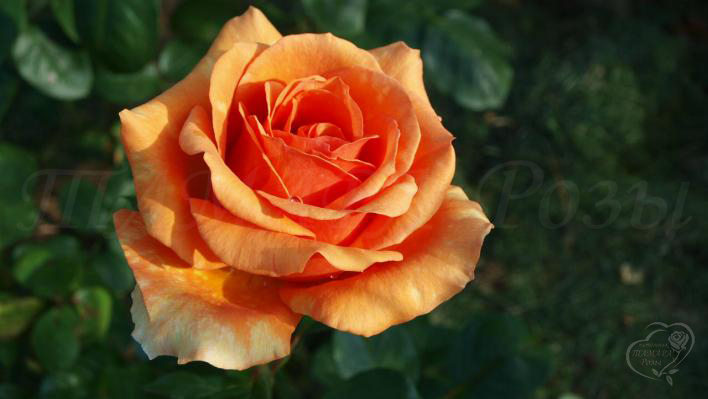 115_ashram_3_708.jpg