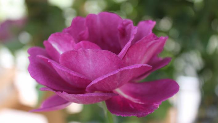 1237_amethyst_star_2_708.jpg