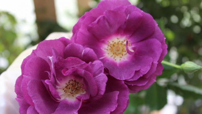 1237_amethyst_star_3_708.jpg