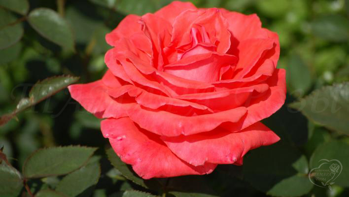 129_super_star_2_708.jpg