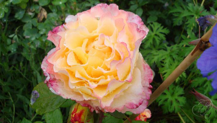 130_aquarell_3_708.jpg