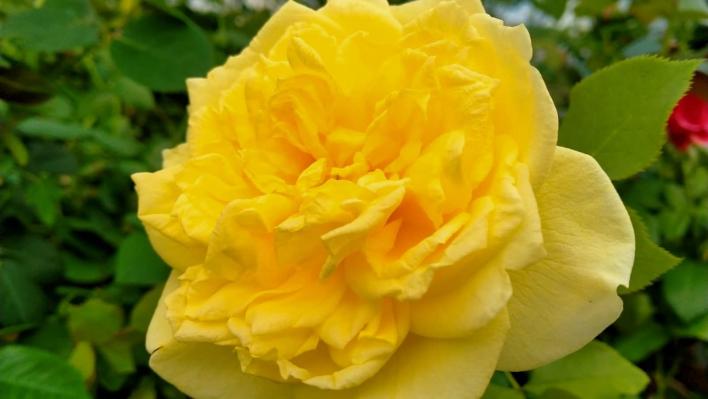 1335_sterntaler__1_708.jpg