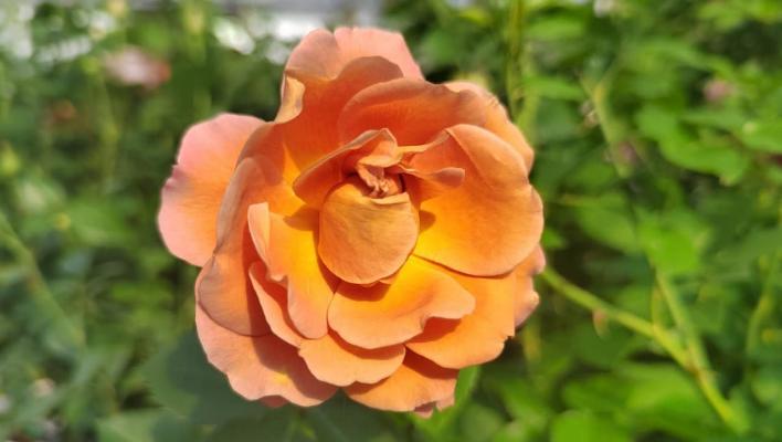 1342_utsusemi_1_708.jpg