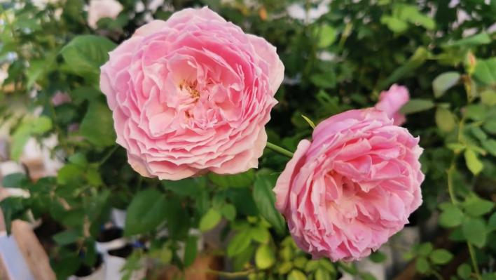 1375_miyako_rose_2_708.jpg