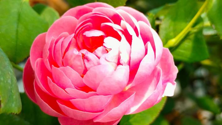 1376_momoka_1_708.jpg