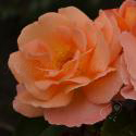 139_rosemary_harkness_2_125.jpg