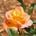 139_rosemary_harkness_3_125.jpg