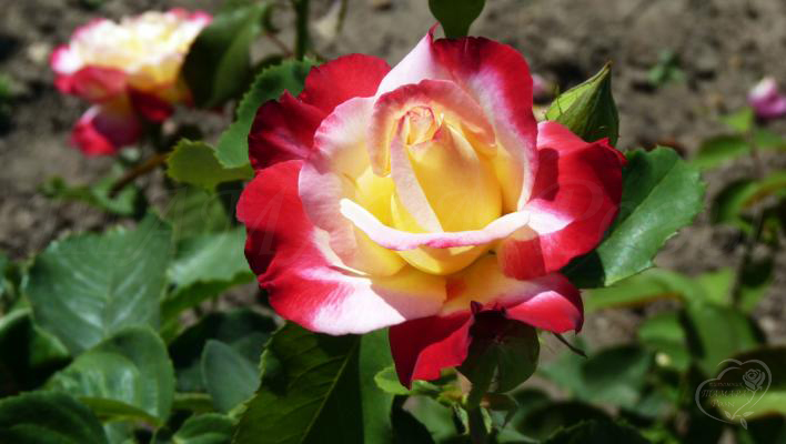 141_double_delight_2_708.jpg