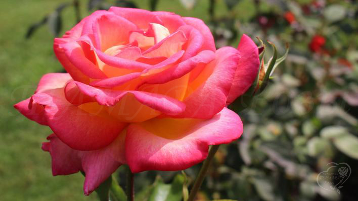 141_double_delight_3_708.jpg