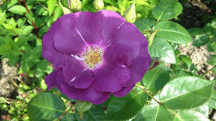 146_rhapsody_in_blue_2_708.jpg