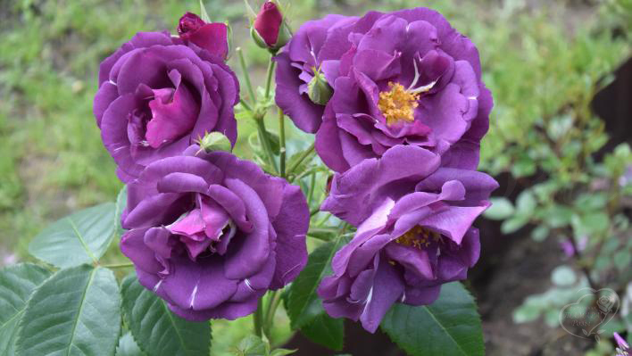 146_rhapsody_in_blue_3_708.jpg