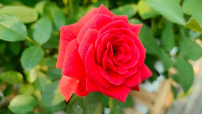 1485_baby_baccara_1_708.jpg