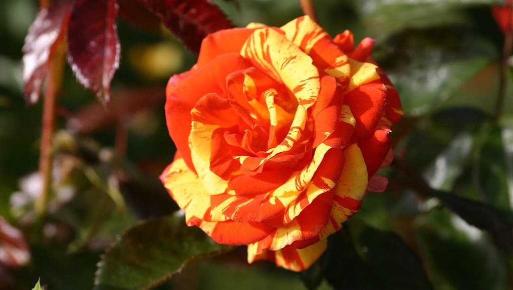 1492_oranges_and_lemons_1_708.jpg