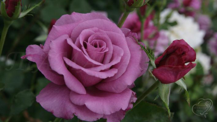 152_shocking_blue_3_708.jpg