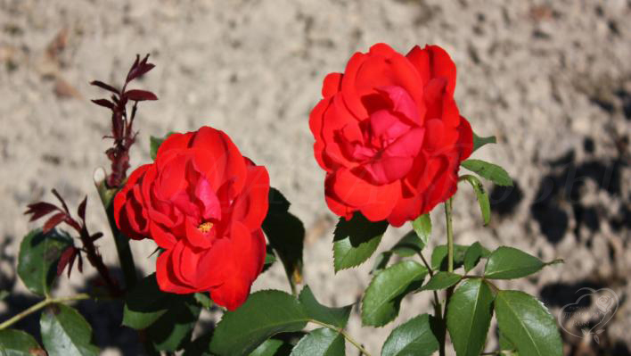 154_satchmo_2_708.jpg