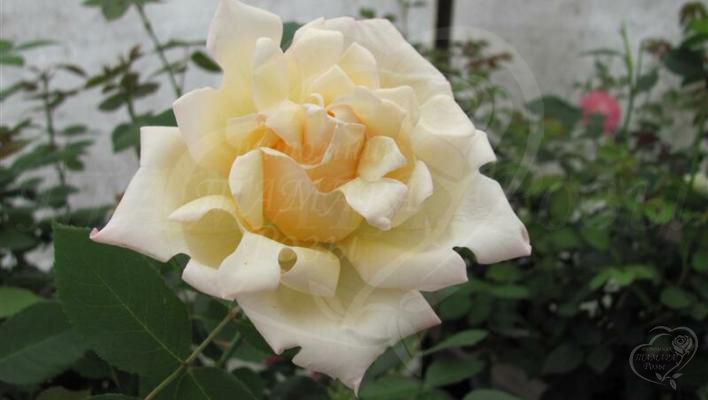 155_ruffles_queen_3_1_708.jpg