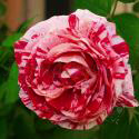 157_candy_stripe_3_125.jpg