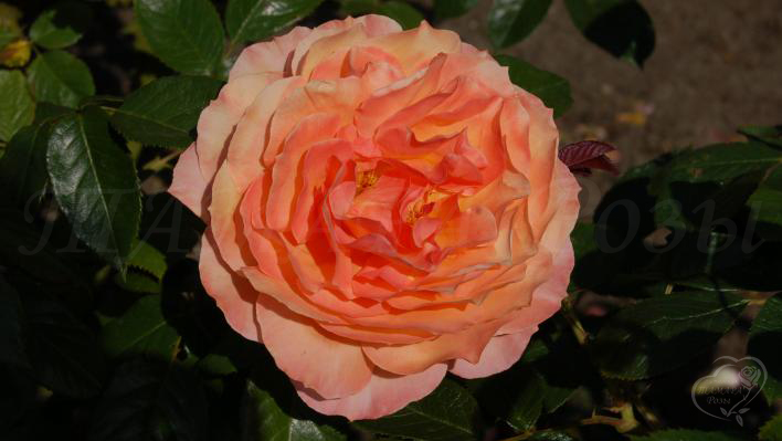 159_belvedere_2_708.jpg