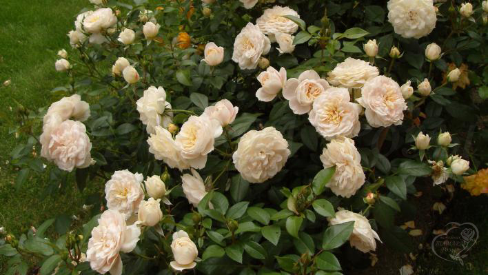 170_lions_rose_3_708.jpg