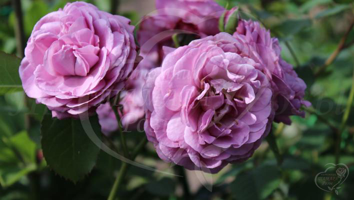 172_magenta_4_708.jpg