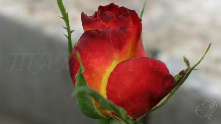 185_rumba_2_708.jpg