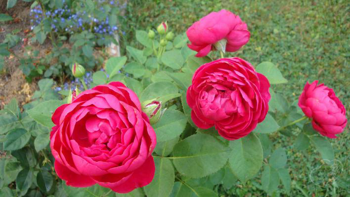 188_ascot_2_708.jpg