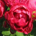 188_ascot_3_125.jpg